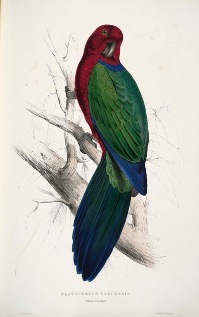 Prosopeia Tabuensis by Edward Lear